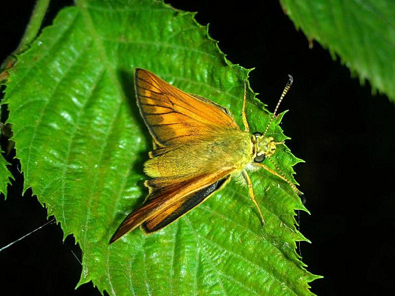 Hesperia comma o Ochlodes venatus? - Ochlodes sylvanus